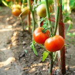 huerto tomate palo