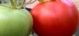huerto tomate